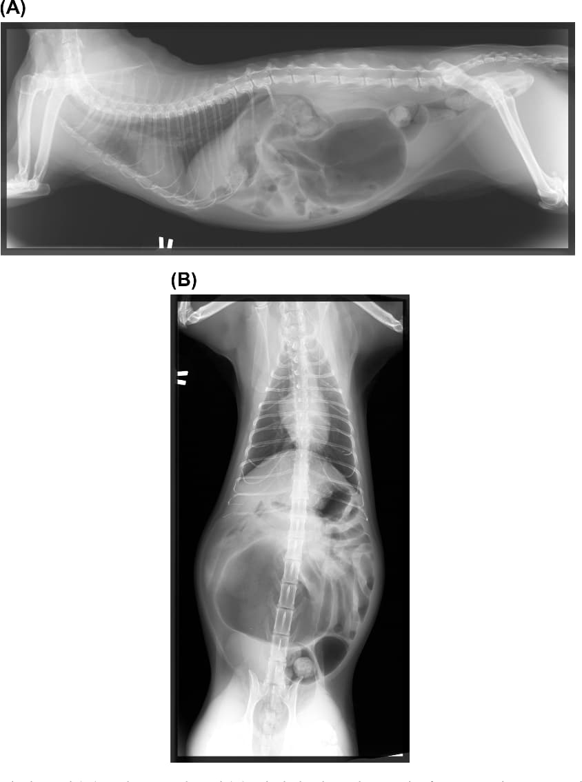 gastric torsion medicine