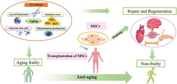 stem cell reverse aging