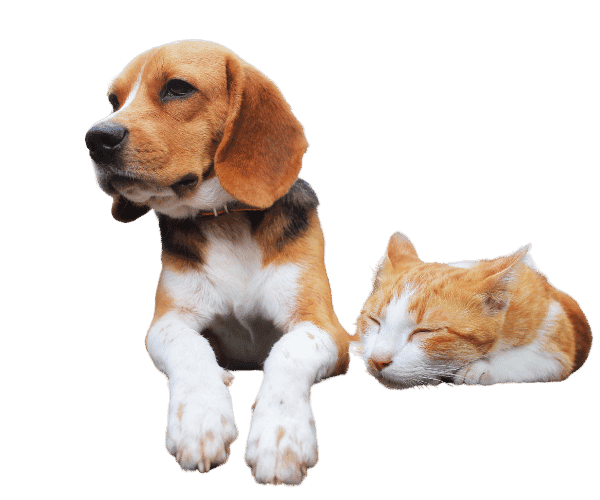 bioresonance therapy for dogs