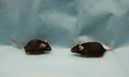 reverse aging mice