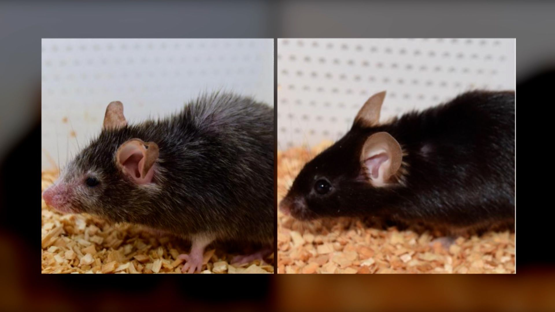 scientist reverse aging mice
