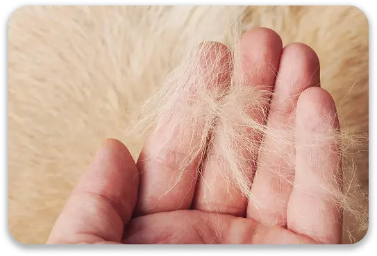 Hair Bioresonance Test 1 hair bioresonance test