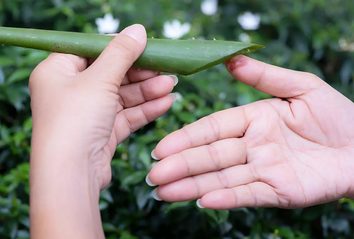 natural cut healer