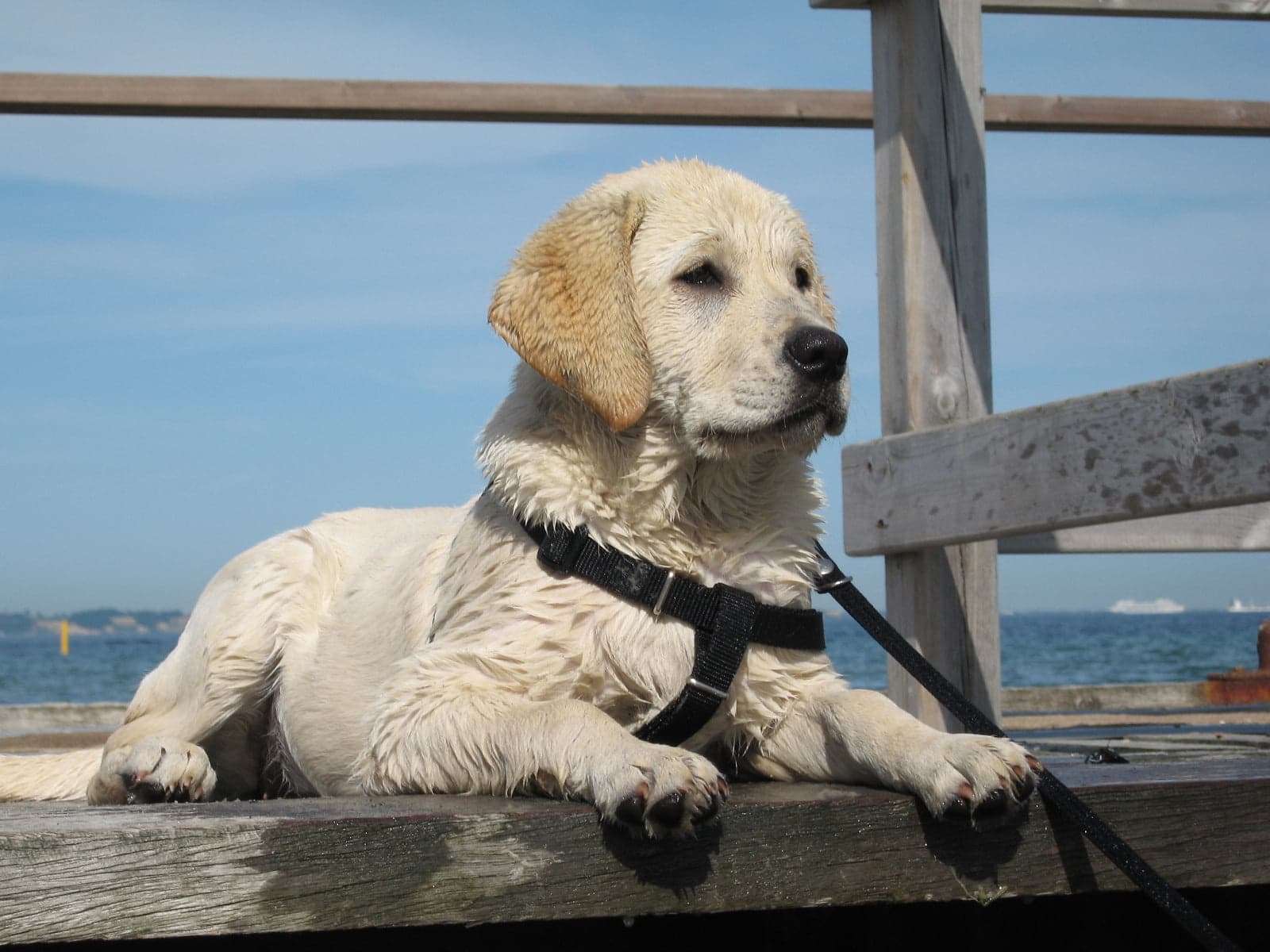 Alternative Therapies For Dogs 3 alternative therapies for dogs