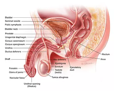 testicular torsion medicine