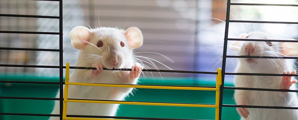Can Giving Old Mice Fecal Transplants From Younger Mice Reverse Aging? 1 reverse aging on mice