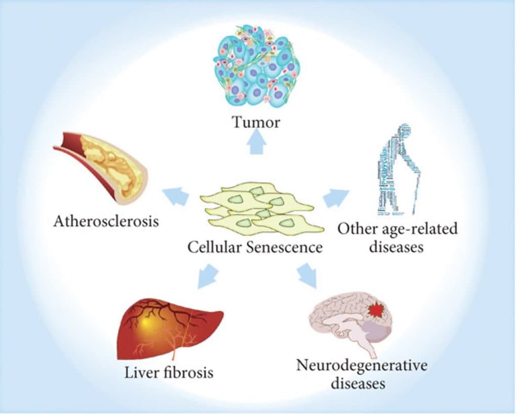 Reverse Aging Technology 1 reverse aging technology